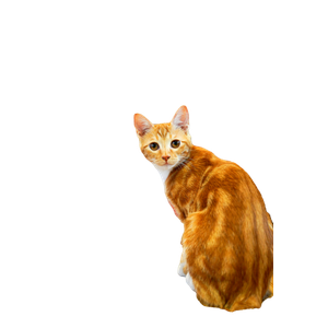 A Ginger Cat Sitting On A Wooden Table In A Warm And Inviting Indoor Café Setting. 16624 - Cat PNG image with transparent background